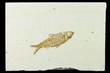 Fossil Fish (Knightia) - Green River Formation - Wyoming #136534-1